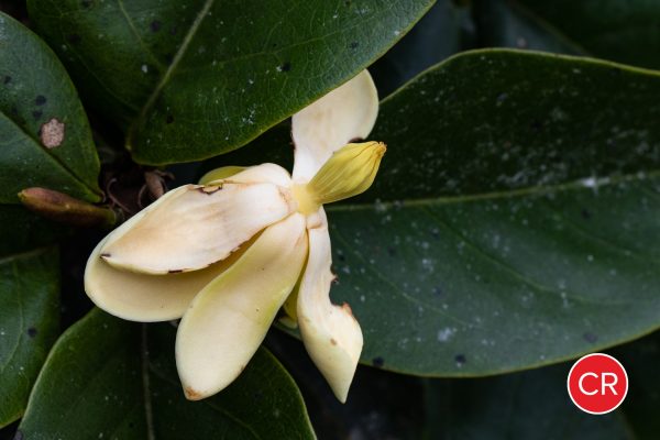 Magnolia polyhypsophylla